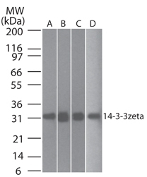 AM20301PU-N - 14-3-3 protein zeta/delta