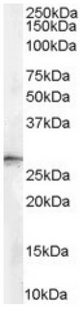 AP16443PU-N - 14-3-3 protein sigma / SFN