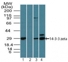 AP21526PU-N - 14-3-3 protein zeta/delta