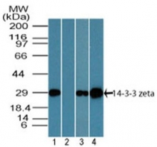 AP21527PU-N - 14-3-3 protein zeta/delta