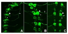 R1091B - GFP