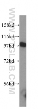 10736-1-AP - TER ATPase / VCP