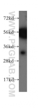 12391-1-AP - Carbonic anhydrase 8