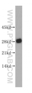 14881-1-AP - 14-3-3 protein zeta/delta