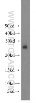 15222-1-AP - 14-3-3 protein eta