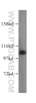 17394-1-AP - AARS