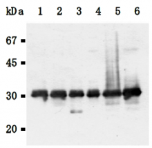 AM26569AF-N - 14-3-3 protein gamma