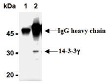 AM26569AF-N - 14-3-3 protein gamma