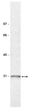 AM32543PU-N - 14-3-3 protein sigma / SFN
