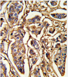 AP18219PU-N - Thrombospondin-1 (THBS1)