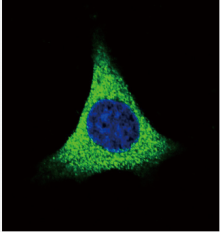 AP18219PU-N - Thrombospondin-1 (THBS1)
