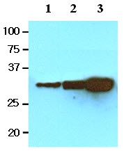 AM09077PU-N - GFP