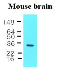 AM09042PU-N - 14-3-3 protein epsilon