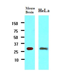 AM09044PU-N - 14-3-3 protein gamma