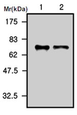 MAB0752 - Complement C3