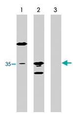 MAB1912 - HA Epitope Tag (YPYDVPDYA)