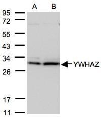 NBP1-31325 - 14-3-3 protein zeta/delta