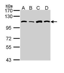NBP1-31706 - AARS
