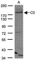 NBP1-32080 - Complement C3