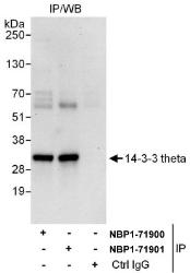 NBP1-71900 - 14-3-3 protein theta