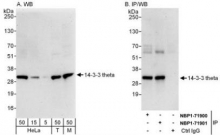 NBP1-71901 - 14-3-3 protein theta
