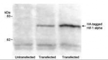 NB600-363 - HA Epitope Tag (YPYDVPDYA)