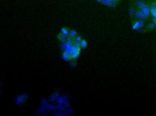 NB100-407 - 14-3-3 protein gamma