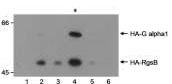 NB600-366 - HA Epitope Tag (YPYDVPDYA)