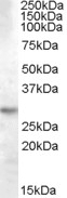 NBP1-06008 - 14-3-3 protein theta