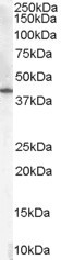 NB600-982 - 3-beta-HSD1 / HSD3B1