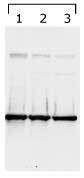 NB100-406 - 14-3-3 protein gamma