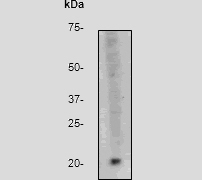 NB110-55492 - Bax