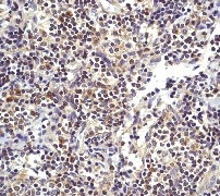NB110-55492 - Bax