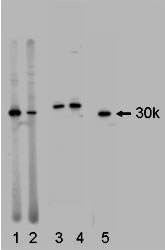 NB100-65809 - 14-3-3 protein eta