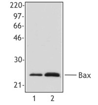 NB100-78544 - Bax