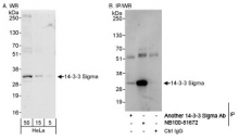 NB100-81672 - 14-3-3 protein sigma / SFN