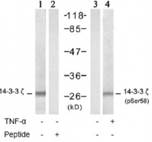 NB100-81766 - 14-3-3 protein zeta/delta