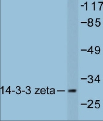NB100-91646 - 14-3-3 protein zeta/delta