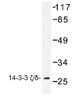 NB100-92268 - 14-3-3 protein zeta/delta