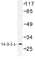 NB100-92415 - 14-3-3 protein epsilon