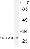 NB100-92417 - 14-3-3 protein theta