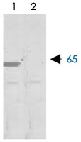 PAB12713 - MMP-8