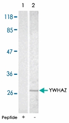 PAB5213 - 14-3-3 protein zeta/delta