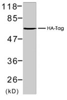 PAB7703 - HA Epitope Tag (YPYDVPDYA)