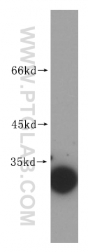14503-1-AP - 14-3-3 protein theta