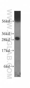 11648-2-AP - 14-3-3 protein eta
