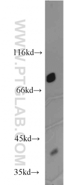 10330-1-AP - Zyxin