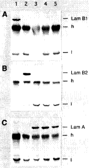 Fig. 2: One-dimensional immunoblotting of lamin antibodies. Lysates of a cell line were immunoprecipitated with the lamin B1 antibody clone 119D5F1 Cat.-No. BM4501 (panel A), the lamin B2 antibody clone LN43 Cat.-No. BM4502 (panel B) and the lamin A antibody clone 133A2 Cat.-No. BM4500 (panel C). The immunoprecipitated heavy and light chains of immunoglobulins recognized by the secondary antibody are indicated by h and l, respectively