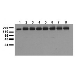 AM00034PU-N