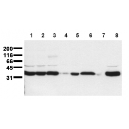 AM00139PU-N